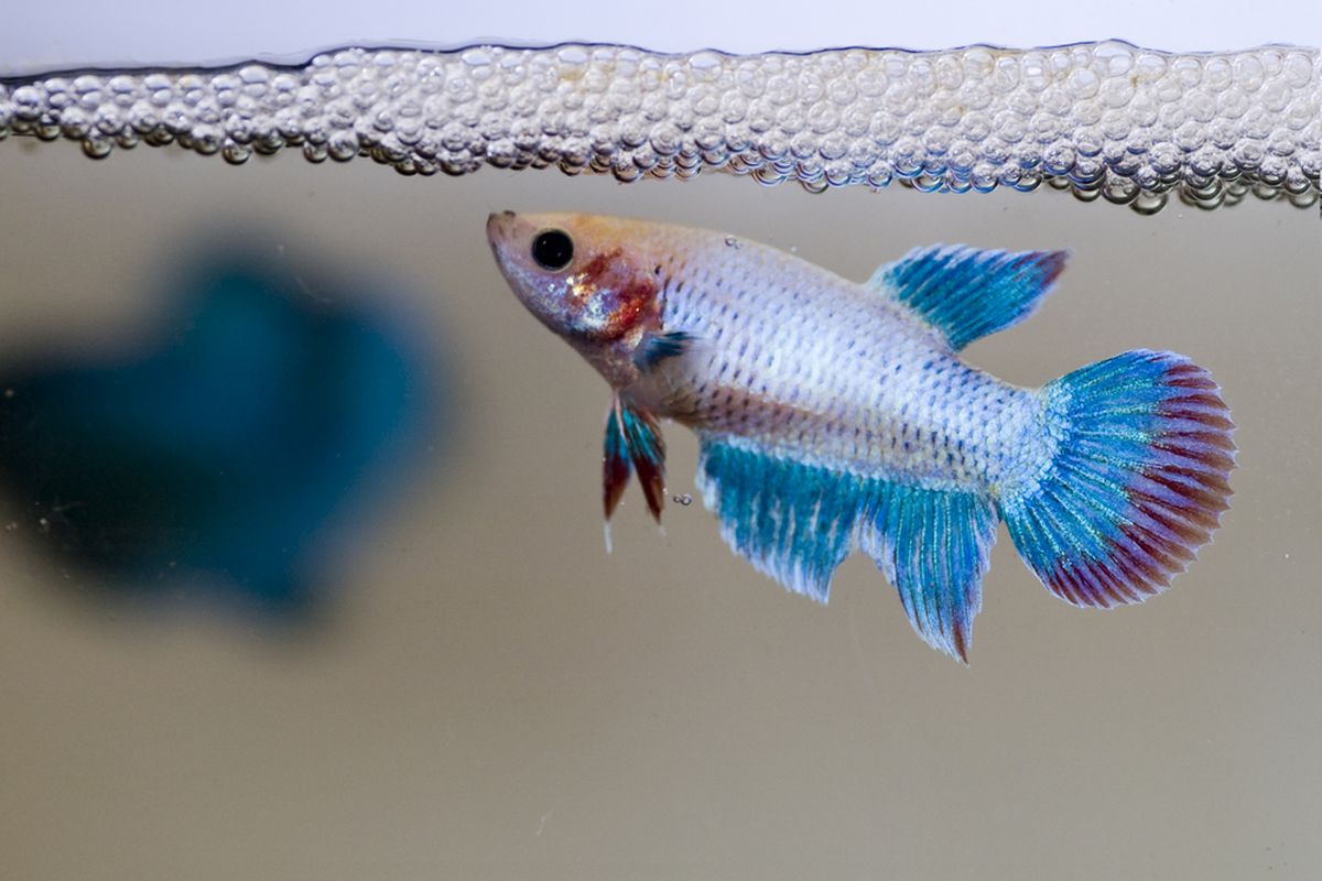 Ikan cupang sehat