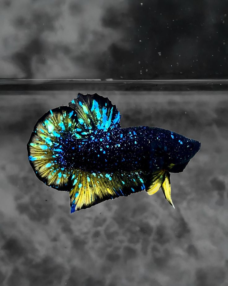 Akuarium ikan cupang air bersih