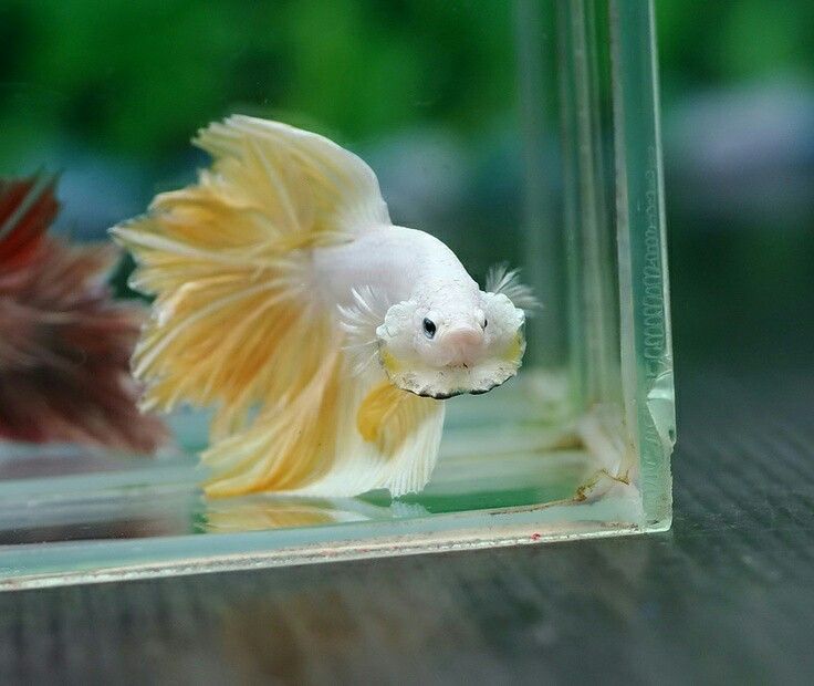 Perawatan ikan