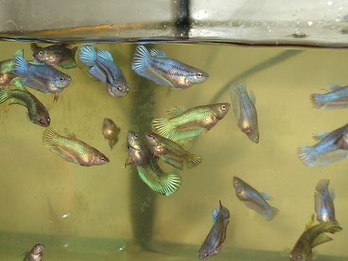 Burayak ikan cupang