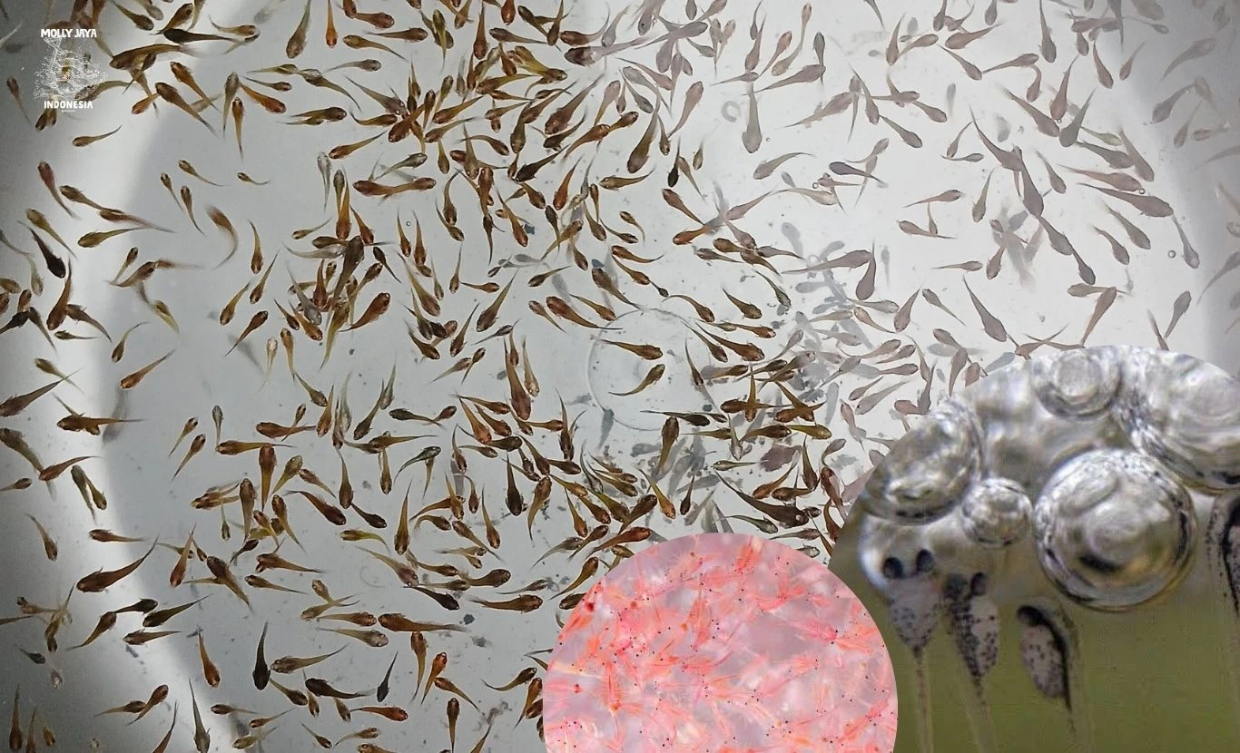 Cara Merawat Burayak Ikan Cupang 