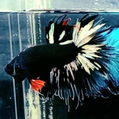 cupang 4