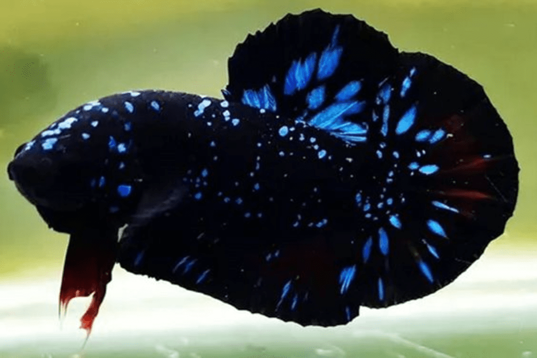 Perawatan ikan cupang lengkap