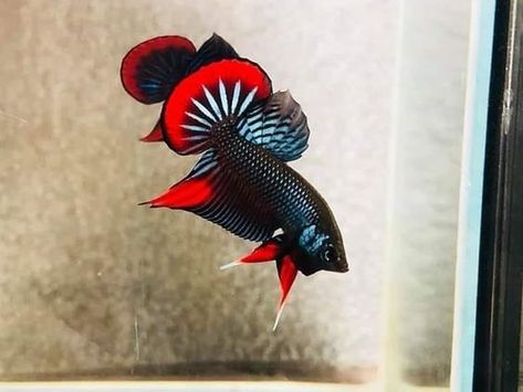 Ikan cupang sehat dan berwarna cerah
