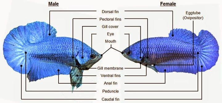 Ikan cupang jantan dan betina