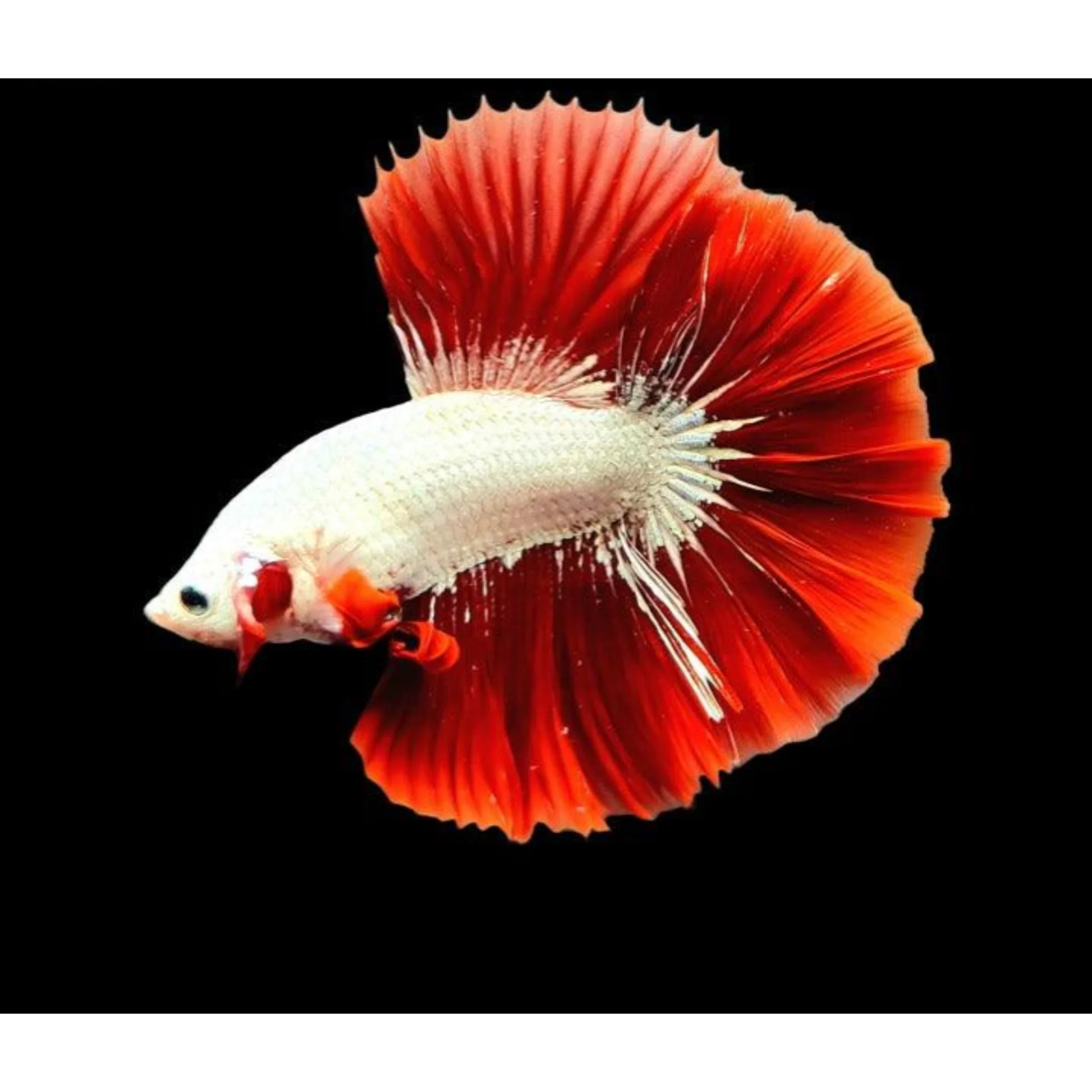 cupang 4