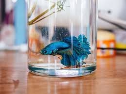 Perawatan Ikan Cupang