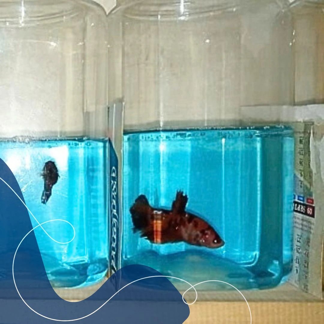 Perawatan Ikan Cupang