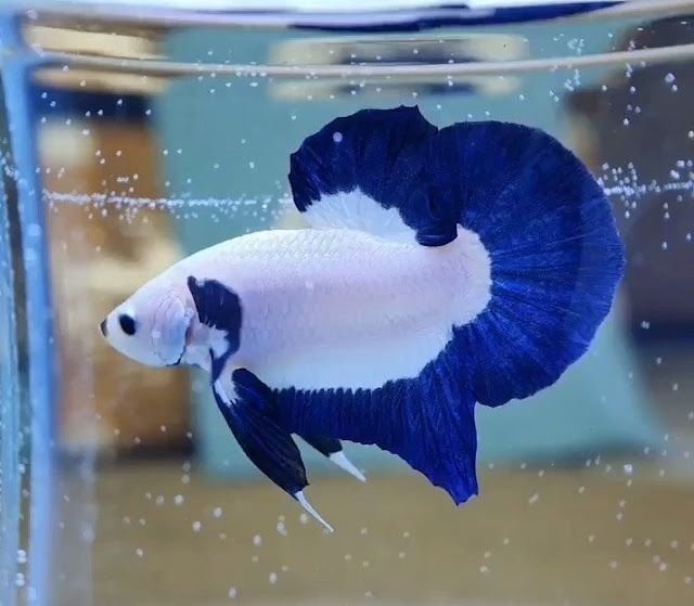 Makanan ikan cupang terbaik agar cepat besar dan warna cerah